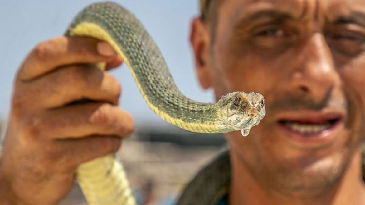 Tunuslu yılan avcısı severek yaptığı işiyle geçimini sağlıyor