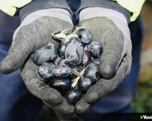 Kamusal alandaki zeytinler ihtiyaç sahipleri için toplanıyor