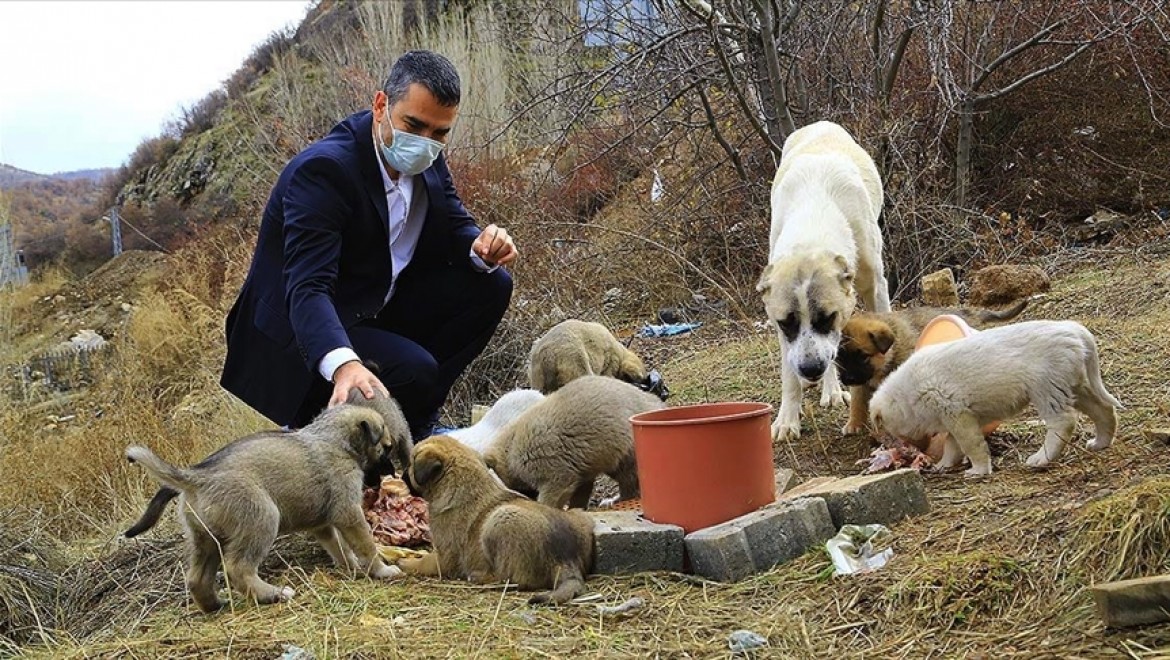Engelli köpeğe ve 11 yavrusuna 'koronavirüs savaşçıları' sahip çıktı