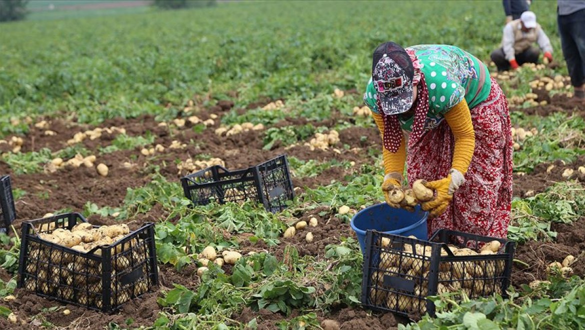 Hasadı başlayan patates ve soğanın ihracatı kontrollü açılıyor