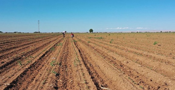 Çiftçiye 'aşırı yağışlara karşı toprak kalitesini güçlendirin' uyarısı