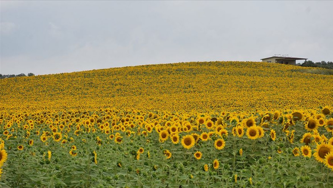 'Sarı gelinlik' giyen Adana'da 250 bin ton ayçiçeği rekoltesi bekleniyor