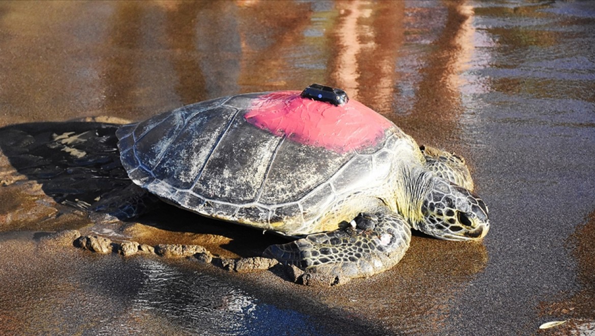 Uydudan izlenen yeşil deniz kaplumbağası 'Talay' 3 günde 30 kilometre yol aldı