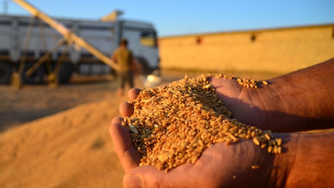 Buğday ve arpa alım fiyatları Konyalı üreticiyi memnun etti