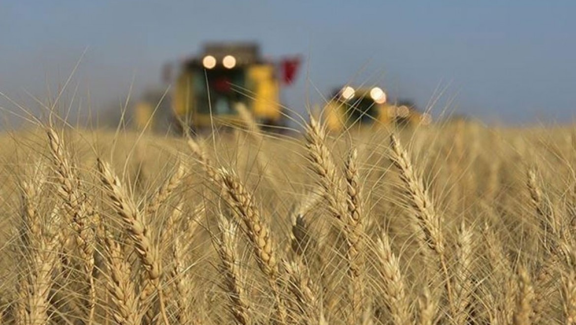 Mevcut kuraklığın tahıl üretimine etkisinin sınırlı olması bekleniyor