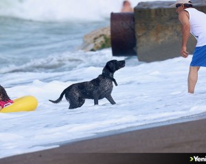 sıcaktan bunalan köpek tatilcilerle birlikte denize girdi
