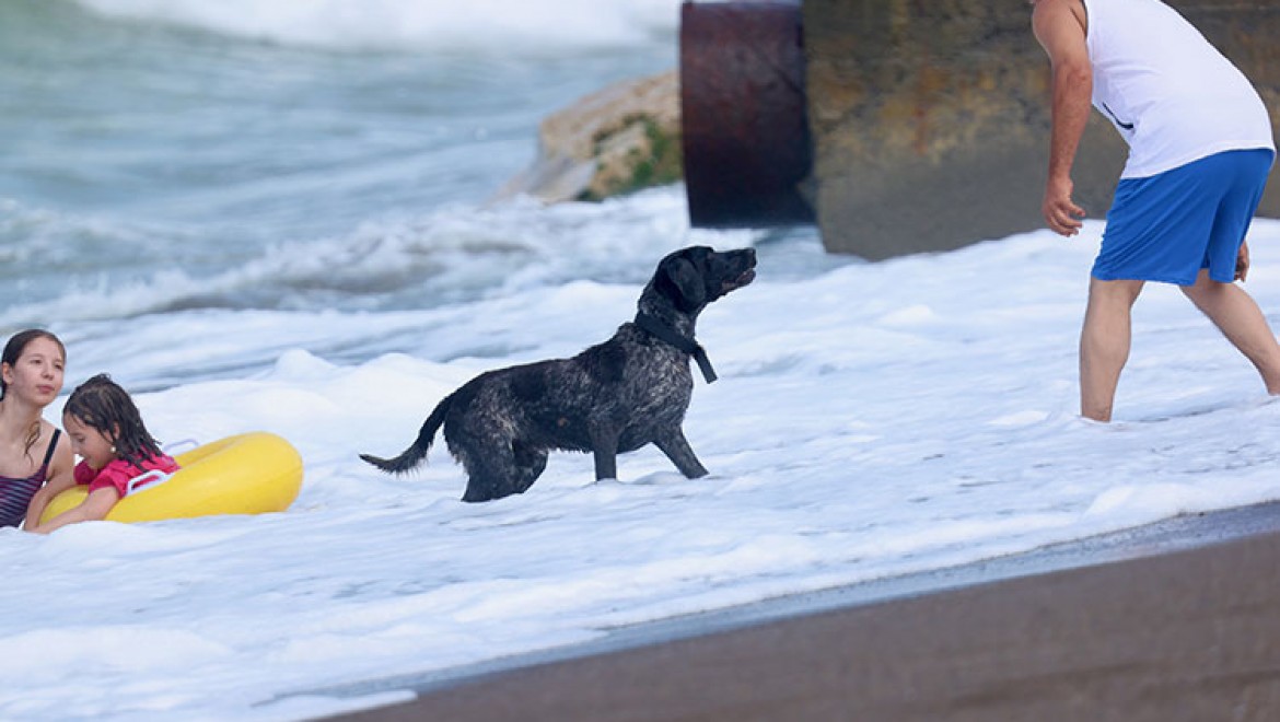 sıcaktan bunalan köpek tatilcilerle birlikte denize girdi