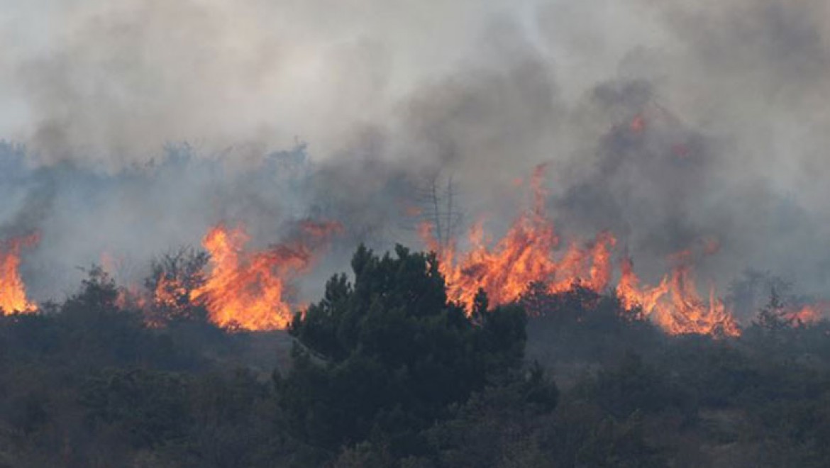 Orman yangınları yaban hayatını da 'tüketiyor'