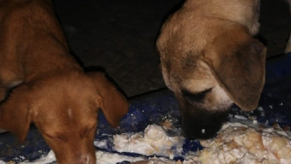 Rize'nin Ardeşen ilçesinde düzenlenen Patiler Kampanyası ile sokak hayvanları yalnız bırakılmadı