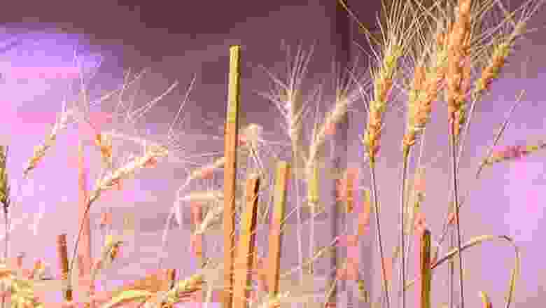 Karaman'daki üniversitenin çalışmalarında gluten değeri çok düşük buğday tohumu bulundu
