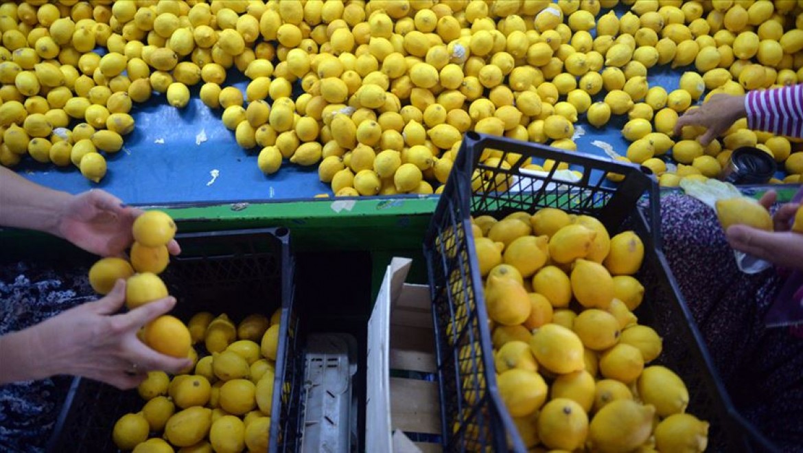 Yeni sezon turunçgil ihracatını limon sırtlıyor