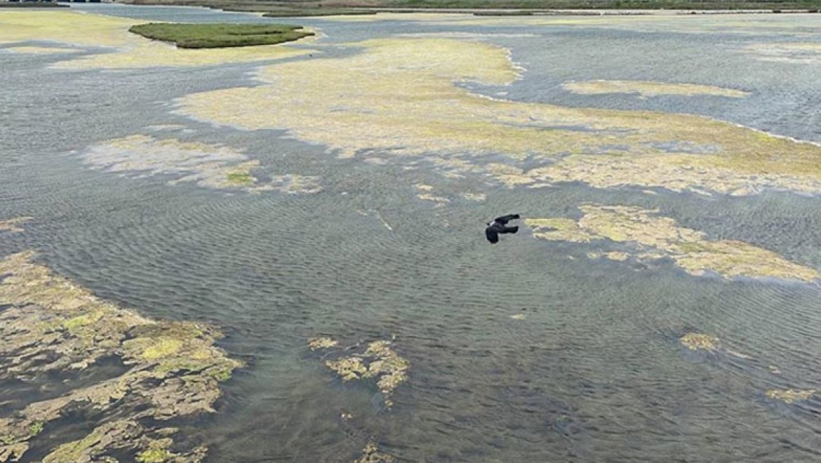 Büyükçekmece Gölü'nün yüzeyinde yosun tabakası oluştu