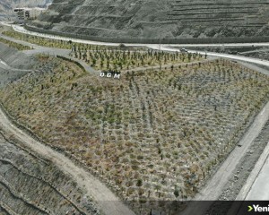 Yusufeli'nin yeni yerleşim yerinde 300 dekarlık alan ağaçlandırıldı