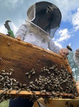 'Yığılca arısı' Türkiye'nin tescillenen 5. arı ırkı oldu