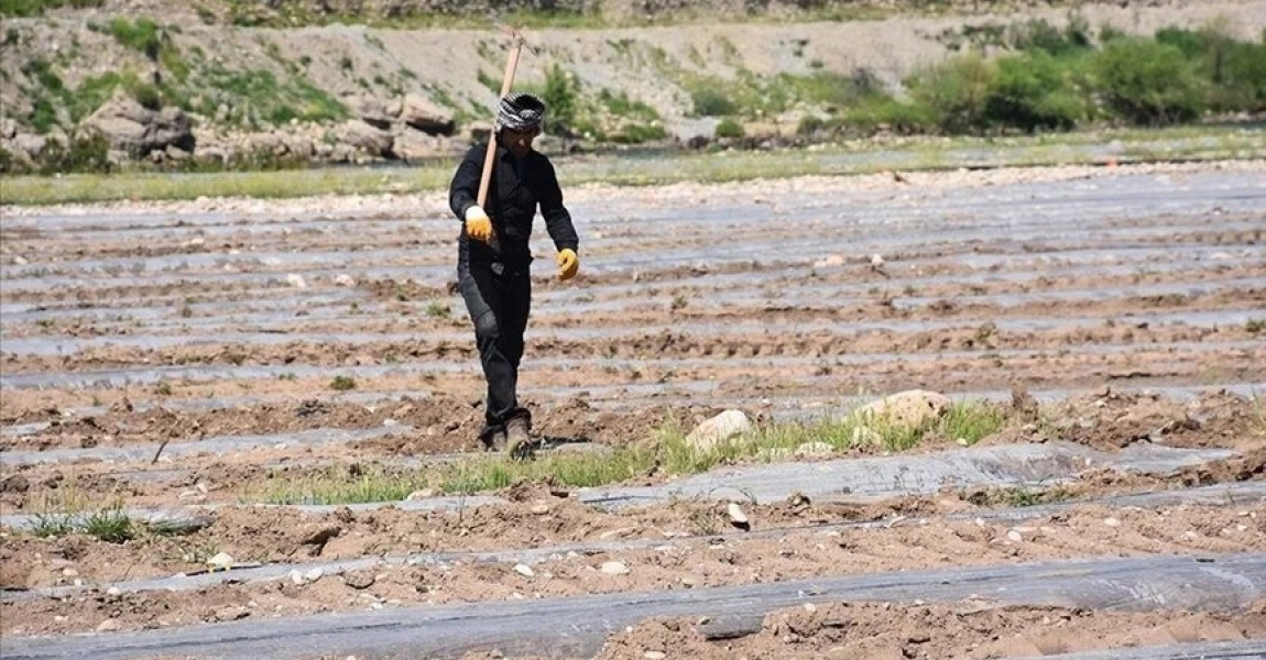 Şırnak'ta Dicle Nehri kenarındaki kullanılmayan arazide karpuz yetiştiriliyor