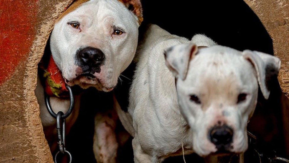 Yasaklı 6 köpek ırkının kayıt altına alınması için yarın son gün