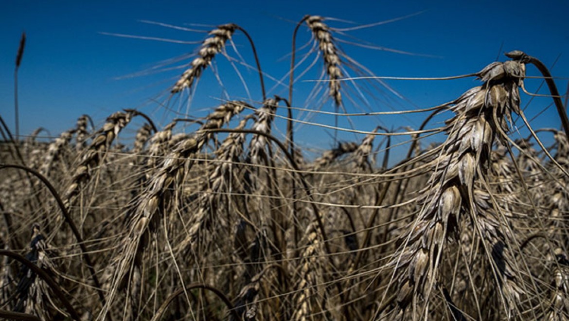 Kuraklıkla mücadele eden Kenya'ya Ukrayna'dan 25 bin ton buğday desteği