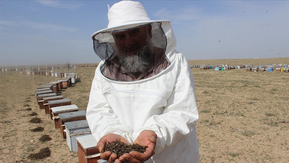 Konya'da bilinçsiz ilaçlama nedeniyle 750 kovandaki binlerce arı telef oldu