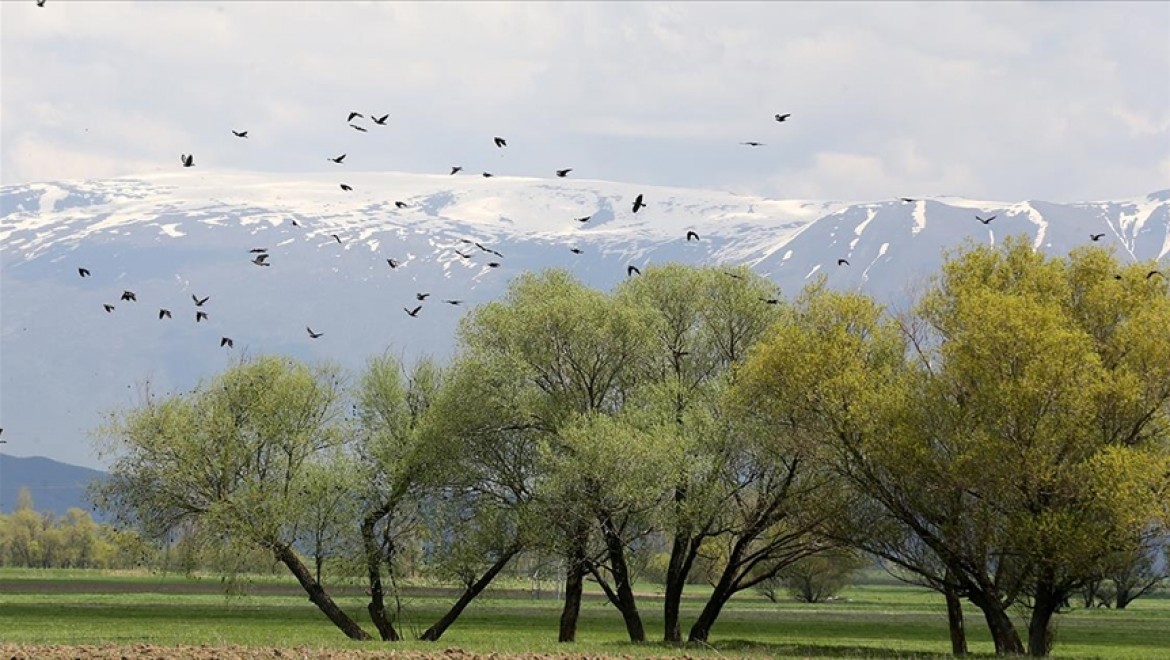 Muş Ovası'nda yaklaşık 400 kuş türü kayıt altına alındı