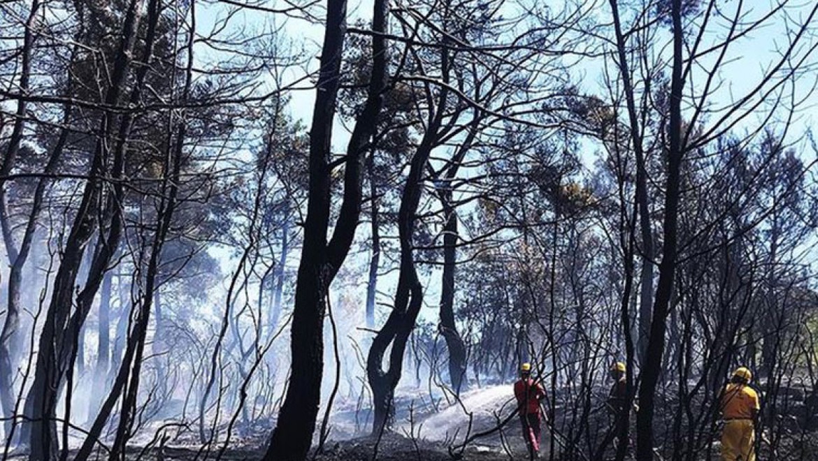 İhmaller sonucu geçen yıl 6 bin 500 hektar orman kül oldu