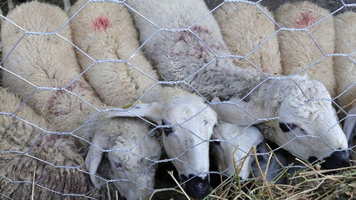 TÜDKİYEB Genel Başkanı Çelik: Kurbanlık küçükbaş hayvan sayımız, 138 ülkenin koyun, keçi varlığından fazla