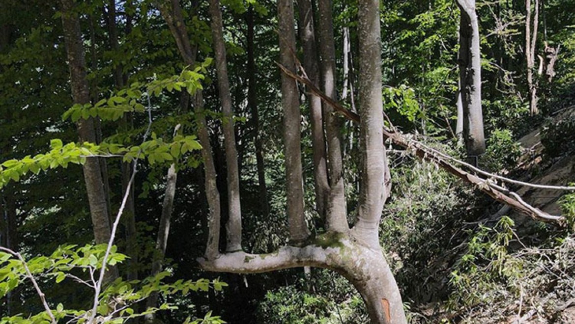 Küre Dağları'nda aynı daldan 7 ağacın büyüdüğü kayın ağacı bulundu