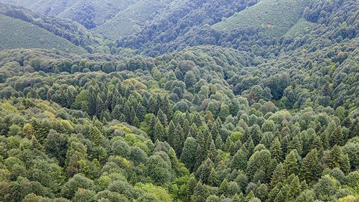 Sakarya'da ormanlık alanlara girişler 1 Kasım'a kadar yasaklandı