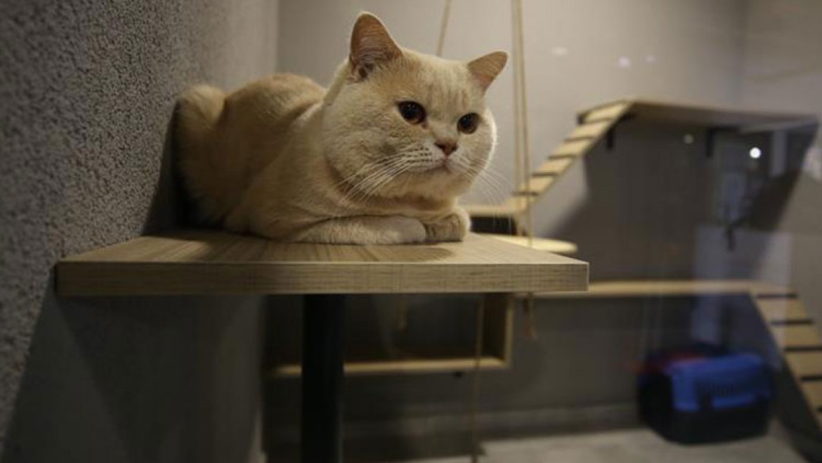 'Lüks Odalı' Kedi Oteline Bayramda Yoğun İlgi