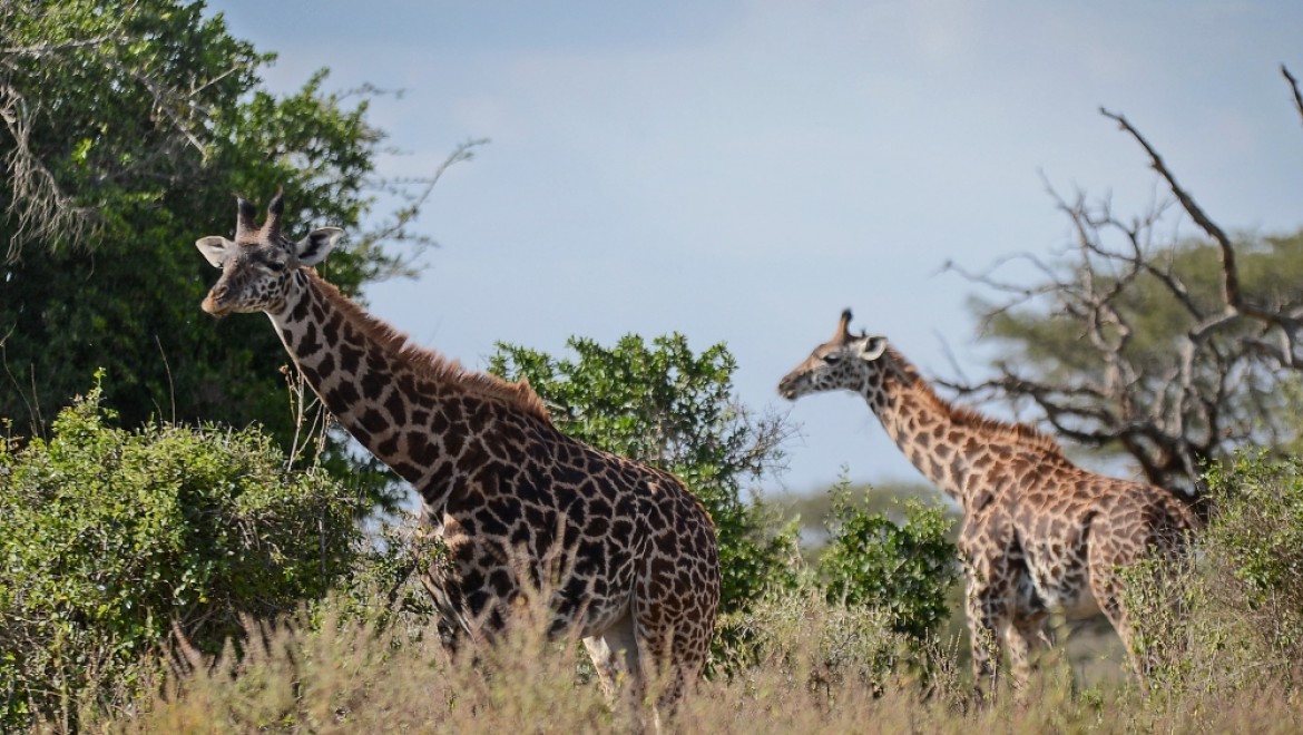 Afrika Zürafası Yok Olma Tehlikesi Altında
