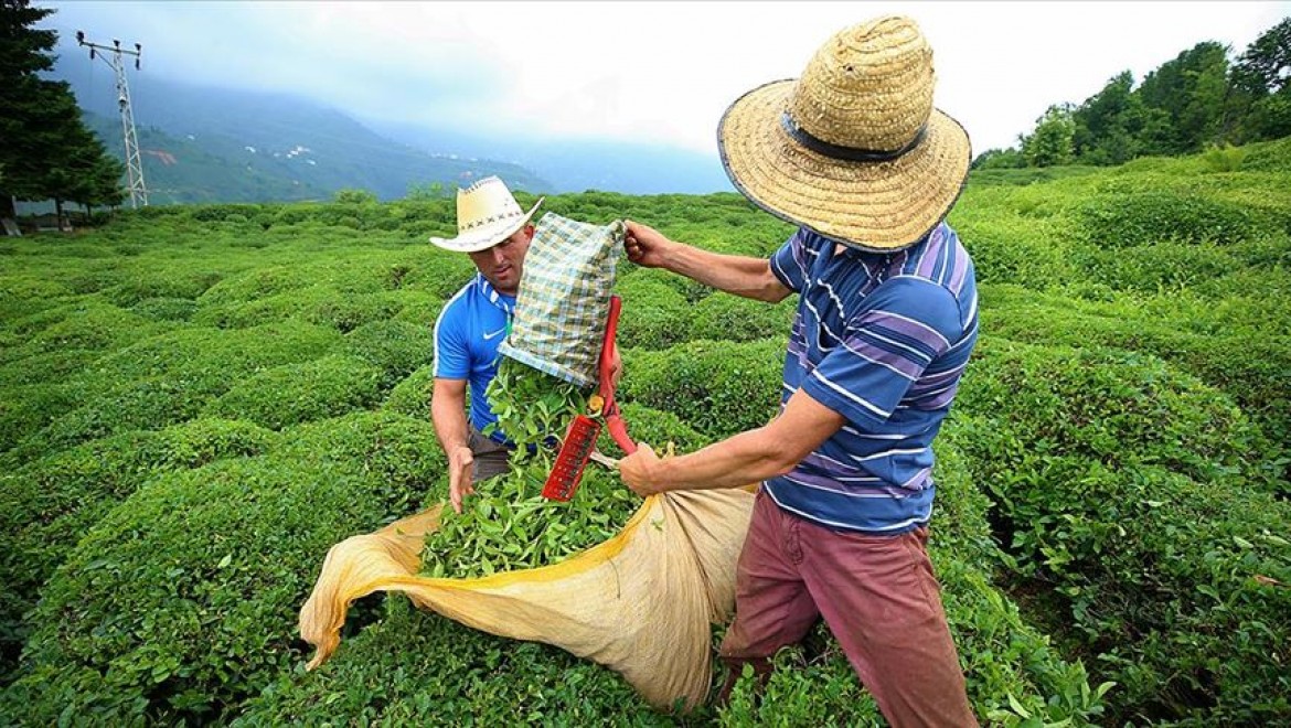 Rize'ye çay toplamak için gelecek yaklaşık 20 bin kişi için önlemler alındı
