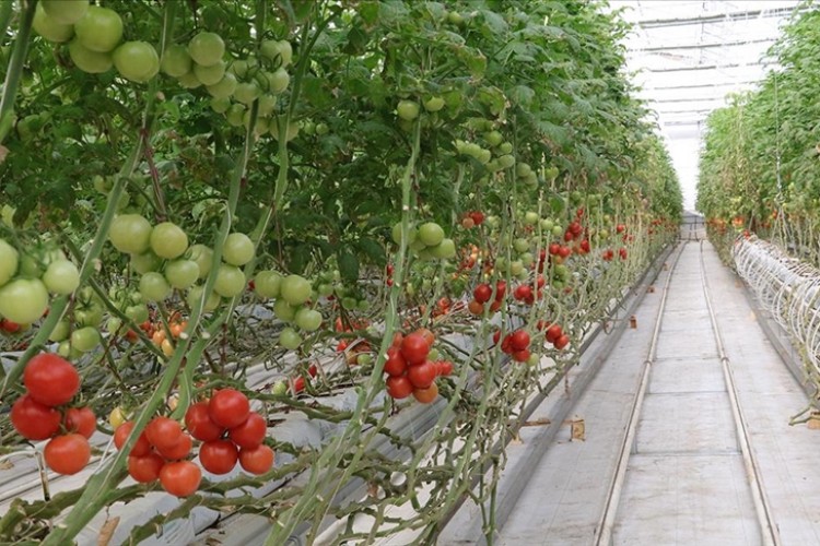 Bozkırın ortasında jeotermal enerji ile 4 mevsim domates yetiştiriliyor