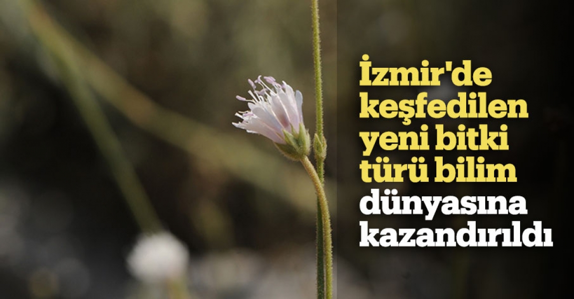 İzmir'de keşfedilen yeni bitki türü bilim dünyasına kazandırıldı
