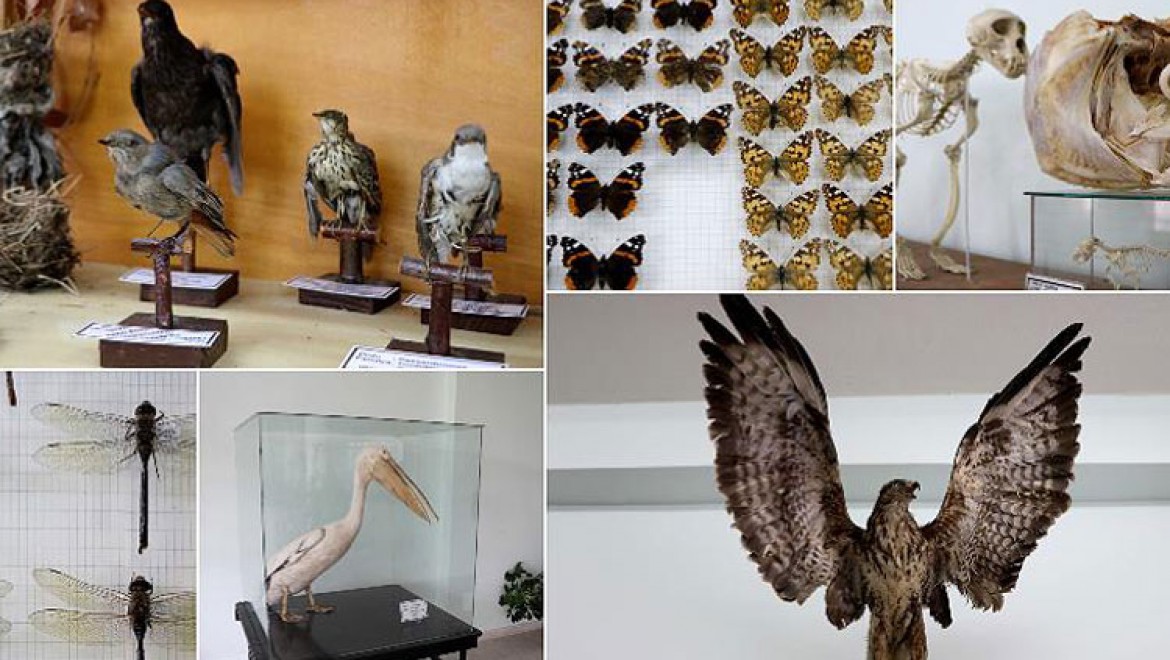 Türkiye'nin Biyolojik Çeşitliliği Bu Müzede
