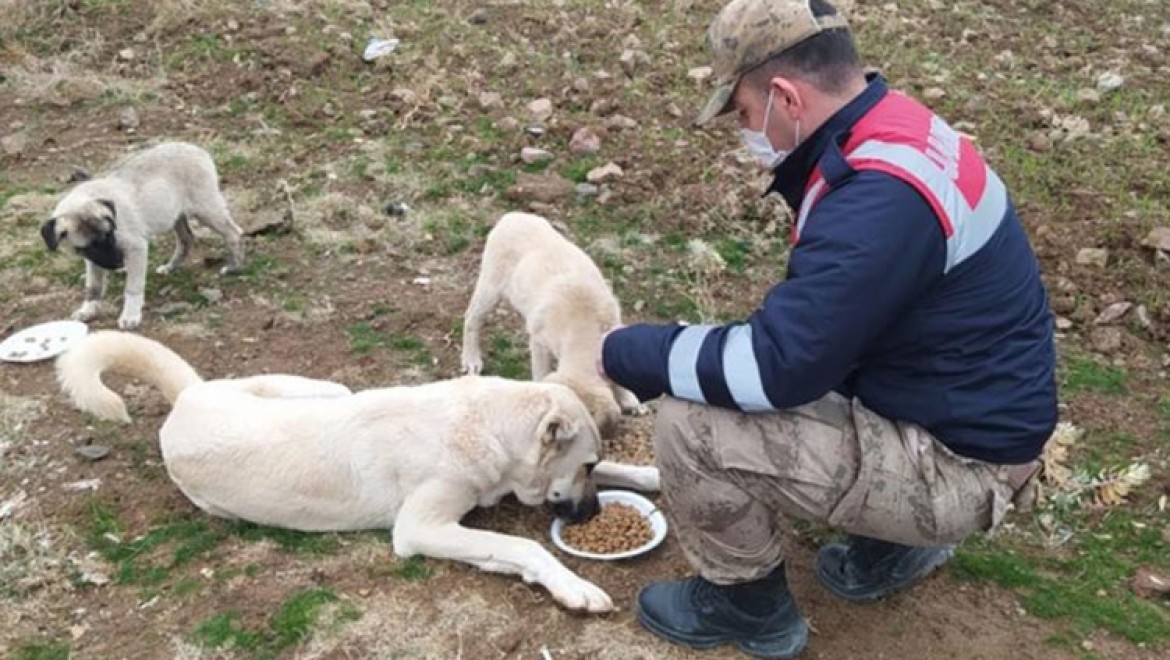 Elazığ'da sokağa çıkma kısıtlamasında sokak hayvanlarına mama verildi