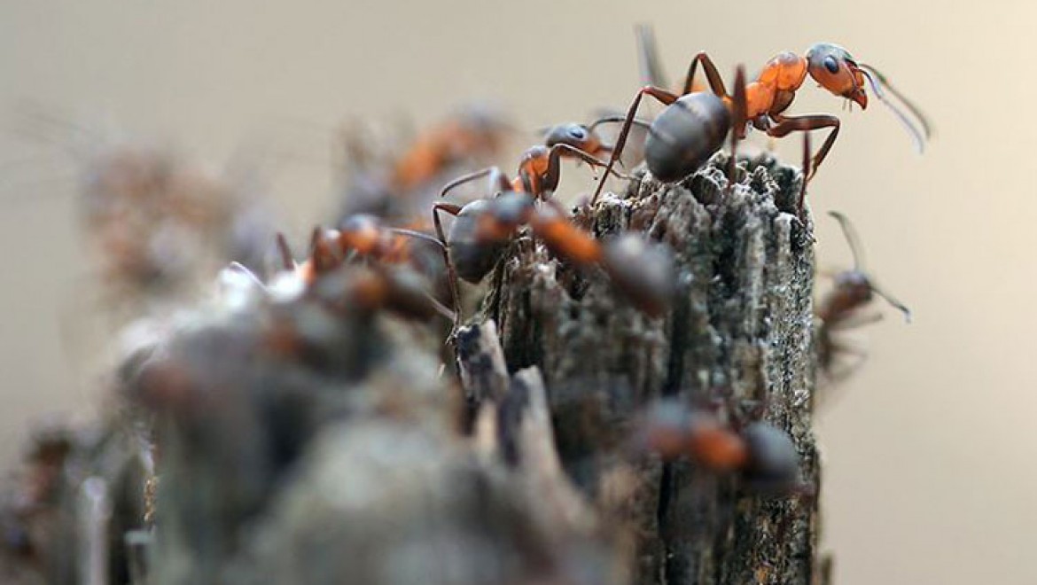 'Orman gönüllüsü' kırmızı karıncaların ağır yükü