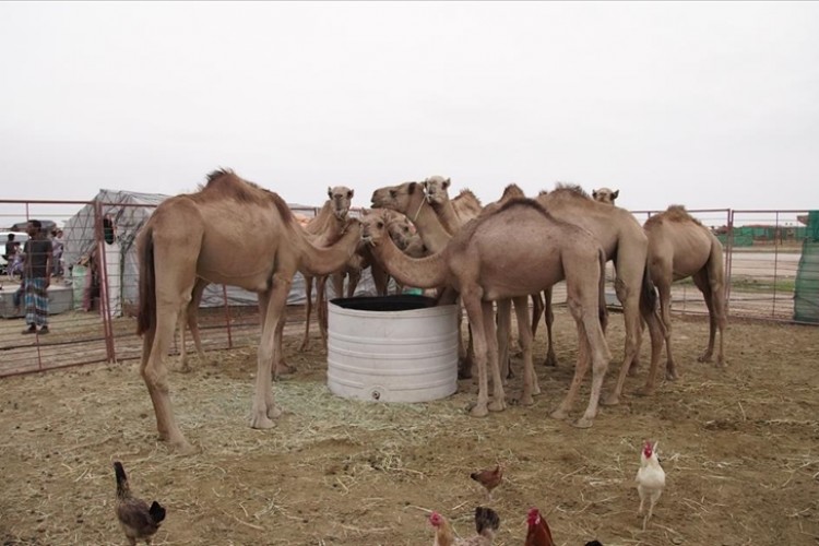 Umman'da deve yetiştiriciliği önemli bir kültürel miras olarak varlığını koruyor