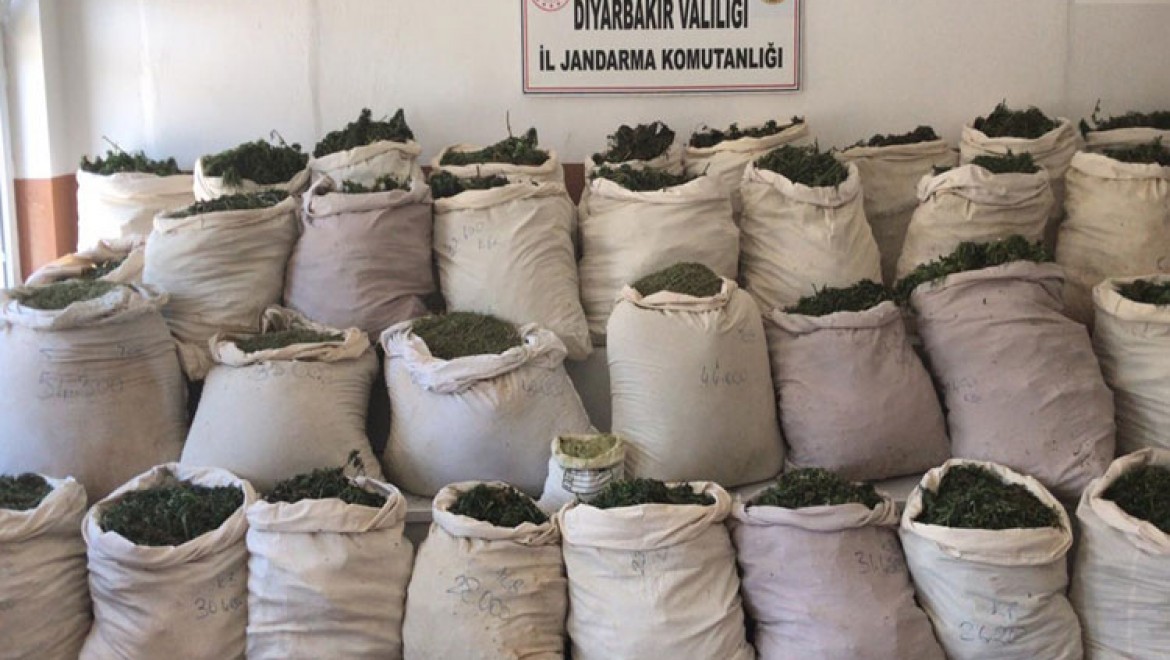 Diyarbakır'da 1 milyon 349 bin 104 kök Hint keneviri ele geçirildi