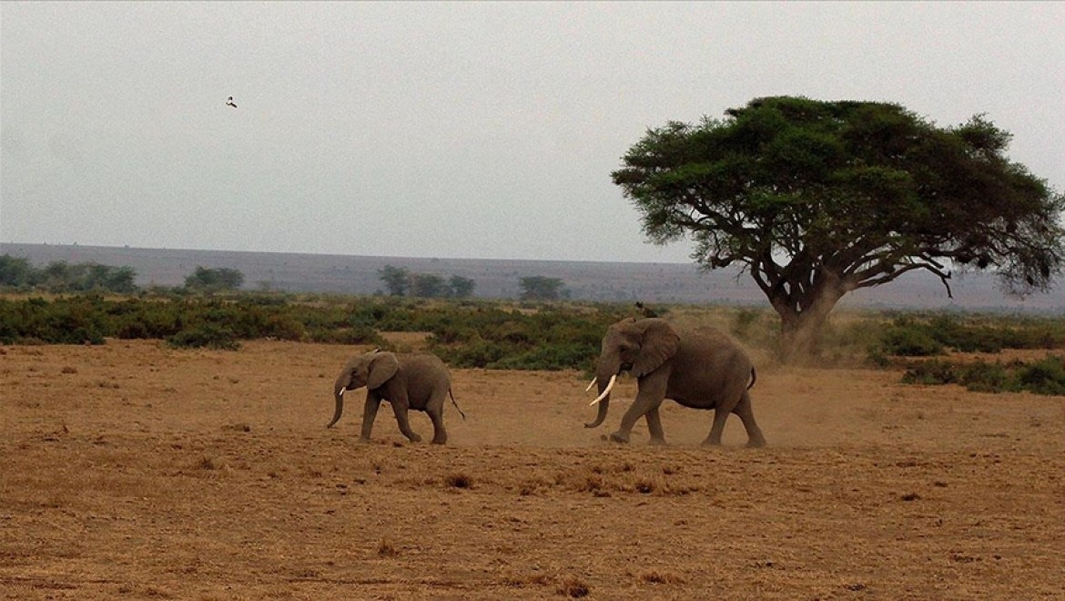 Kenya'da Kovid-19 salgınında nesli tükenmekte olan orman filinin sayısı arttı