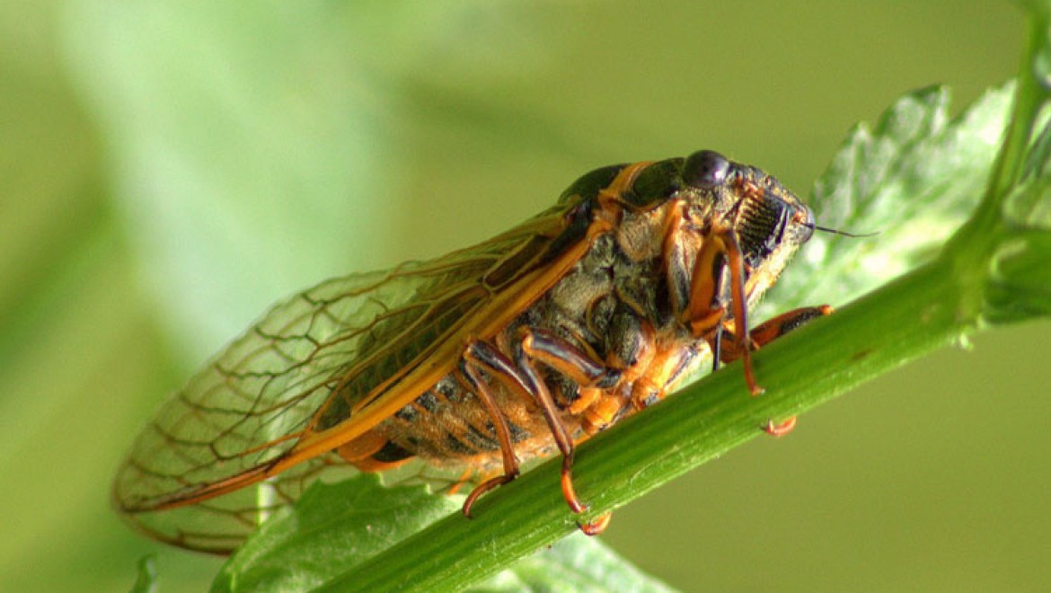 Kayısı Üreticilerine 'Ağustos Böceği' Uyarısı