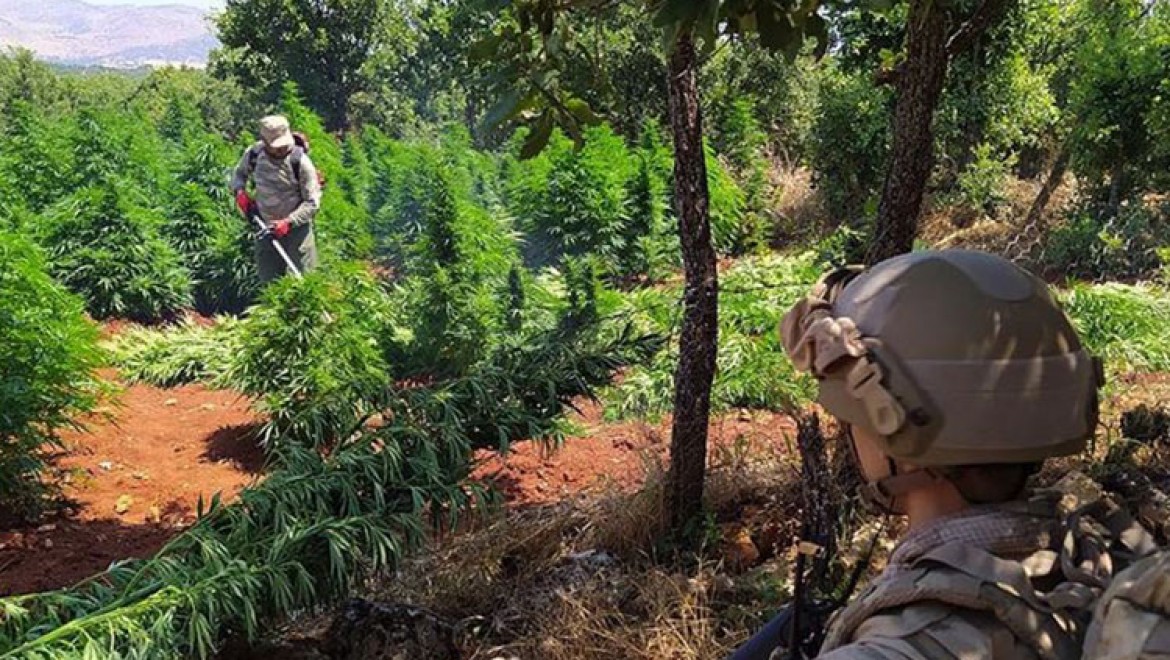 Terör örgütü PKK Doğu ve Güneydoğu'da vatandaşları uyuşturucu üretimine teşvik etmiş