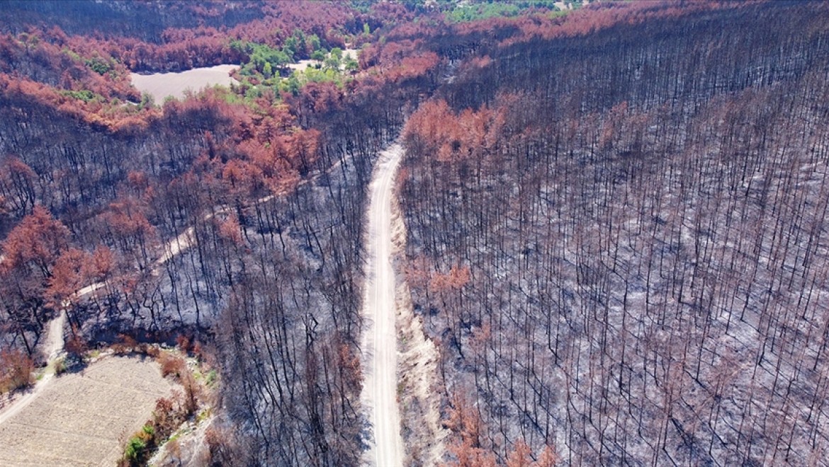 Adana ve Osmaniye'de yanan ormanlık alanlarda 4 milyon fidan toprakla buluşacak