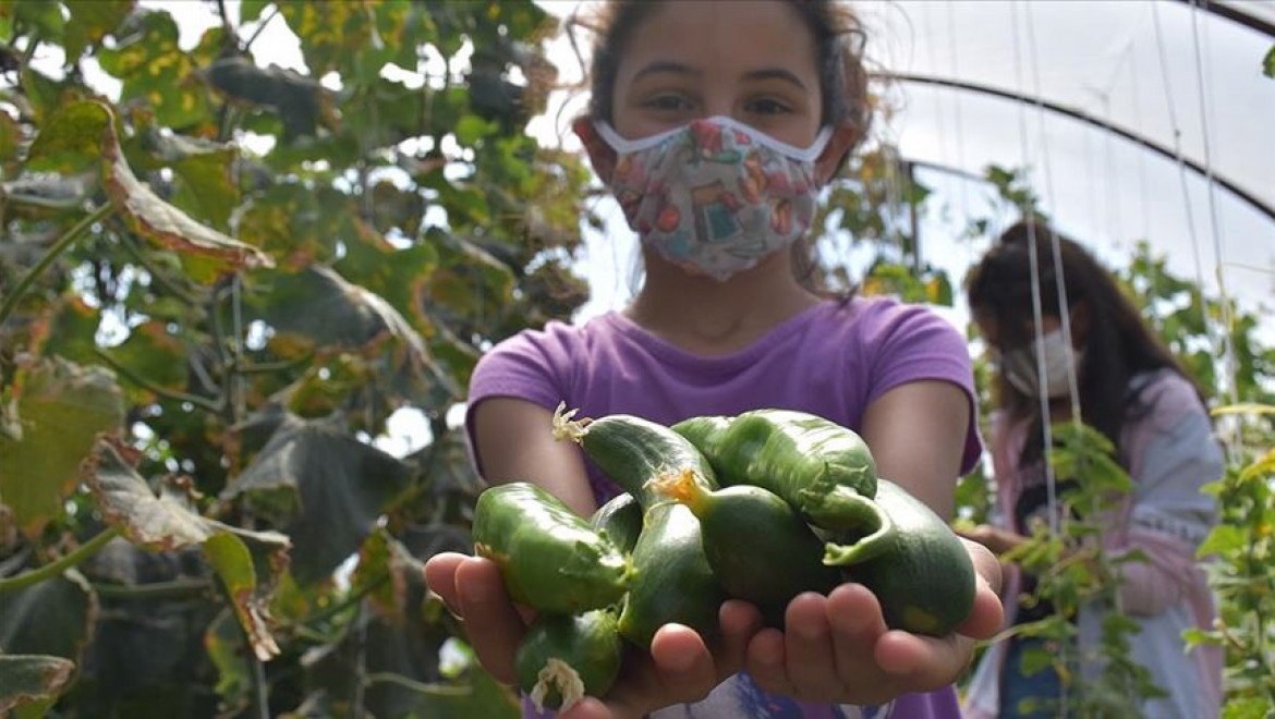Karslı öğrenciler okul bahçesindeki serada organik sebze ve meyve üretiyor