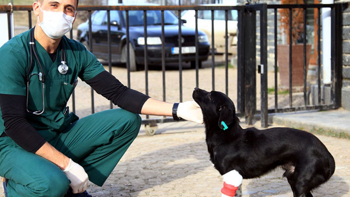 Bacağı kesilen sokak köpeği 3 boyutlu yazıcıdan tasarlanan protezle yürüdü