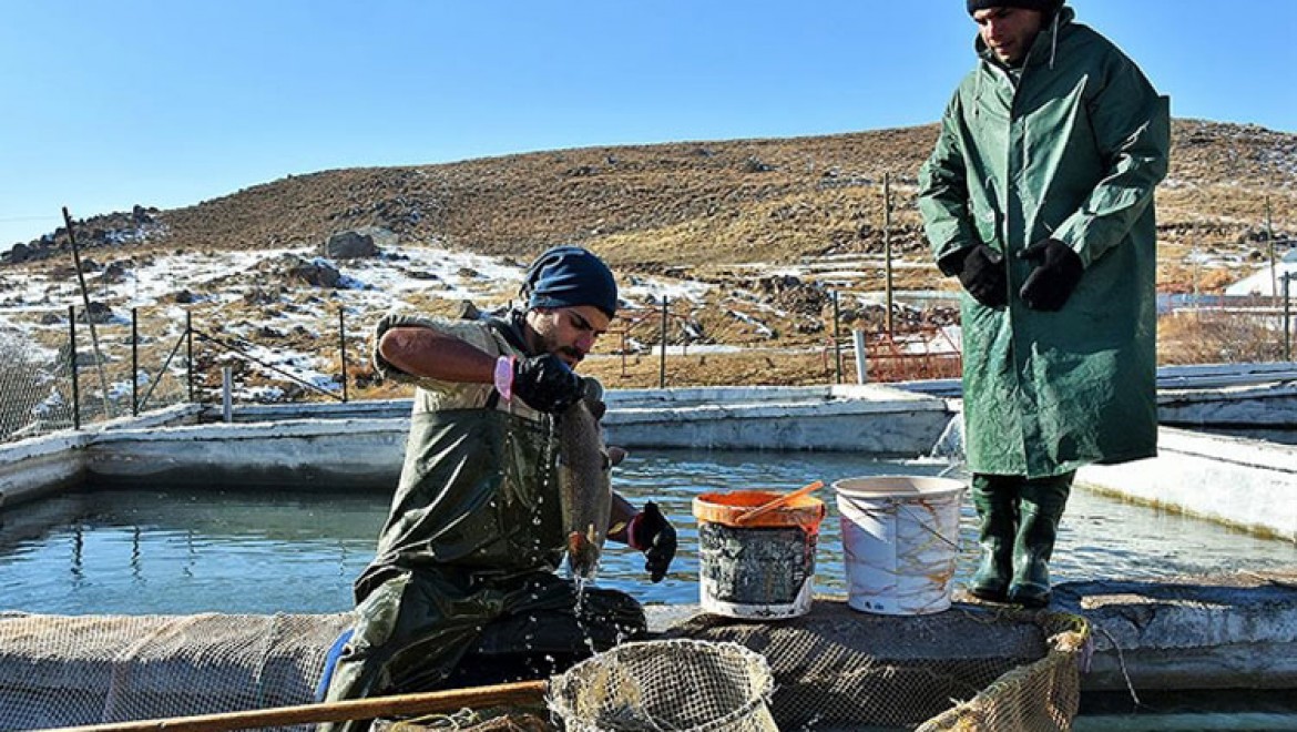Muş'ta 2 bin 100 rakımlı dağın eteğine kurulan tesiste somon balığı sağımı