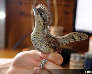 Türkiye'deki kuş türlerinden yüzde 70'i Iğdır'da kayıt altına alındı