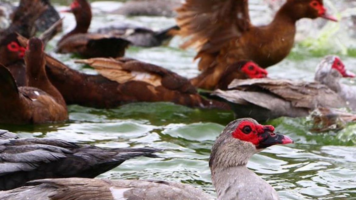 Aksaraylı üretici maskeli ördek talebine yetişemiyor