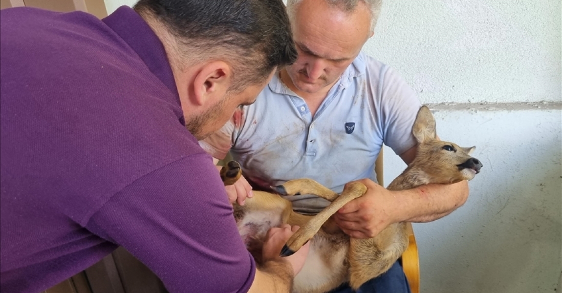 Düzce'de köpeklerin saldırısından kurtarılan karaca yavrusu tedavi altına alındı