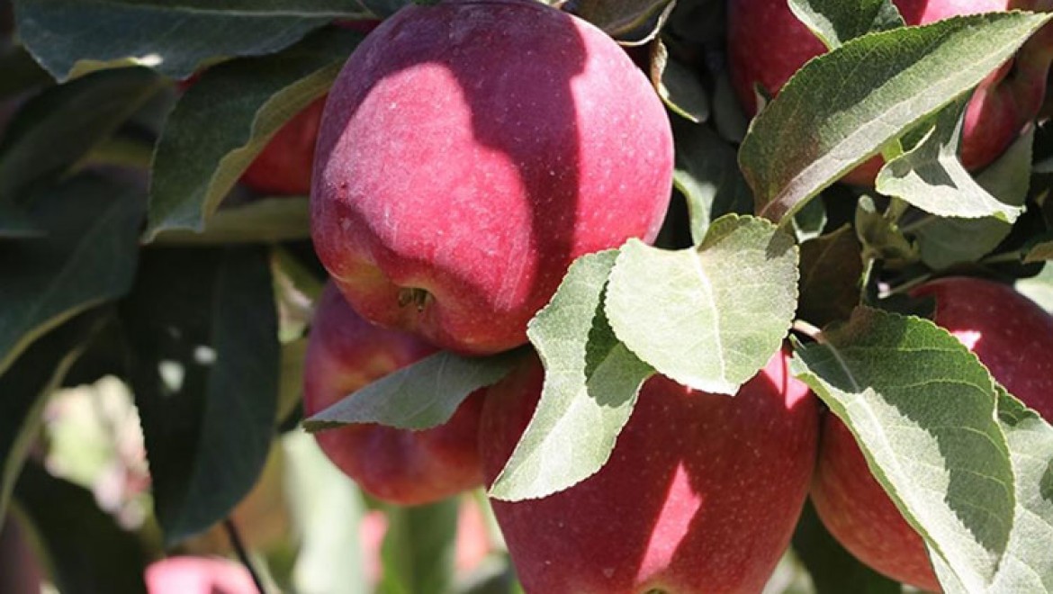 Ege'nin elma deposu Çivril'de rekolte beklentisi 180 bin ton