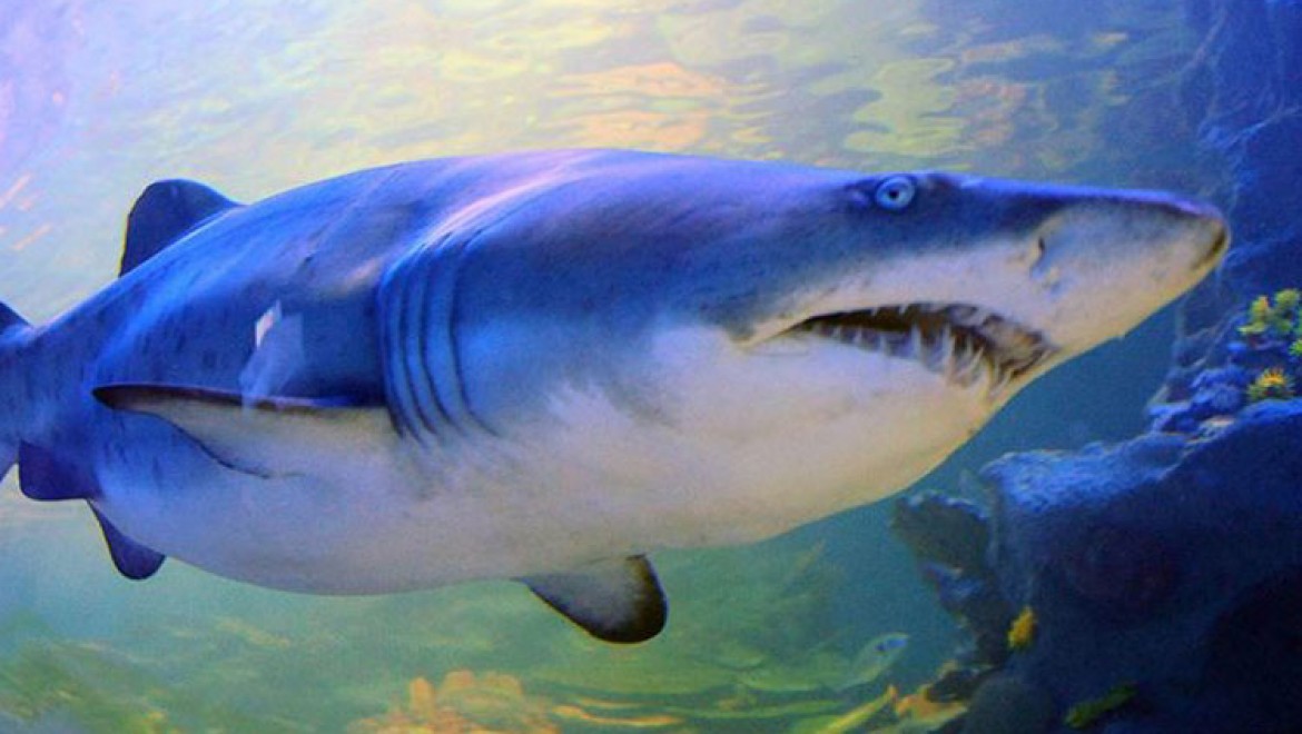Denizlerin en tehlikeli yırtıcısı köpek balıklarının nesli tükenme tehdidi altında