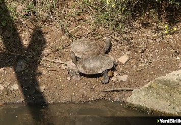 Yatağı değiştirilen deredeki yüzlerce su kaplumbağası gölete taşındı
